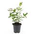 Hypericum i. 'Rheingold'