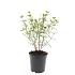 Hypericum kalmianum 'Gemo'