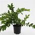 Ligustrum obtusifolium regelianum