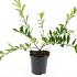 Ligustrum obtusifolium regelianum