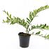 Ligustrum obtusifolium regelianum