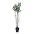 Ligustrum ovalifolium