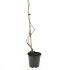 Parthenocissus quinquefolia