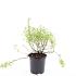 Potentilla f. 'Blink'