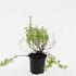 Potentilla f. 'Blink'