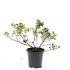 Potentilla f. 'Elizabeth'
