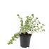 Potentilla f. 'Elizabeth'
