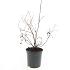 Potentilla f. 'Goldfinger'