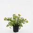 Potentilla f. 'Goldfinger'
