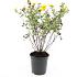 Potentilla f. 'Goldfinger'