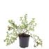 Potentilla f. 'Goldstar'