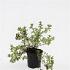 Potentilla f. 'Goldstar'