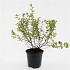 Potentilla f. 'Limelight'