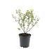Potentilla f. 'Limelight'