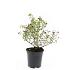 Potentilla f. 'Limelight'
