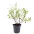 Potentilla f. 'Limelight'