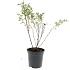 Potentilla f. 'Maanelys'
