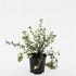 Potentilla f. 'Primrose Beauty'