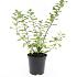 Spiraea betulifolia 'Tor'