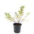 Spiraea betulifolia 'Tor'