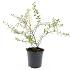 Spiraea cinerea 'Grefsheim'