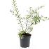 Spiraea cinerea 'Grefsheim'