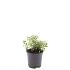 Spiraea decumbens