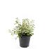 Spiraea decumbens