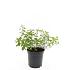 Spiraea decumbens
