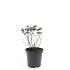 Spiraea jap. 'Albiflora'