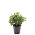 Spiraea jap. 'Albiflora'