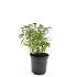 Spiraea jap. 'Albiflora'