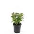 Spiraea jap. 'Albiflora'