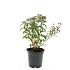 Spiraea jap. 'Crispa'