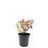 Spiraea jap. 'Firelight'
