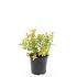 Spiraea jap. 'Firelight'