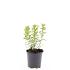 Spiraea jap. 'Firelight'