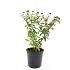 Spiraea jap. 'Froebelii'