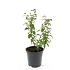 Spiraea jap. 'Froebelii'