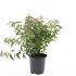 Spiraea jap. 'Genpei'