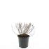 Spiraea jap. 'Little Princess'