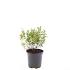 Spiraea jap. 'Little Princess'