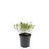 Spiraea jap. 'Little Princess'