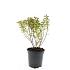 Spiraea jap. 'Manon'