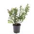 Spiraea jap. 'Manon'
