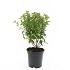 Spiraea jap. 'Manon'