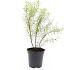 Spiraea thunbergii