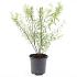 Spiraea thunbergii