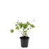 Geranium Rozanne