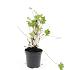 Geranium Rozanne